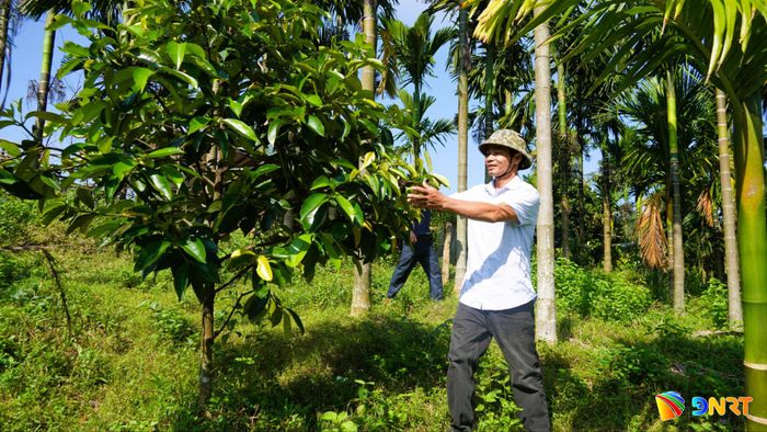 Ông Võ Hồng Vĩ đã cải tạo toàn bộ diện tích đất đồi, chuyển sang trồng các loại cây cho hiệu quả cao hơn. Ảnh: D.LỆ