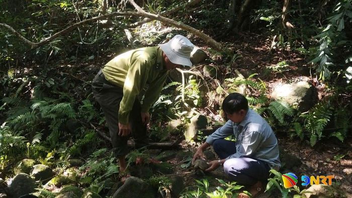 Cá thể rùa núi vàng được kiểm tra và thả về môi trường tự nhiên tại Cù Lao Chàm. Ảnh: Khu bảo tồn thiên nhiên Cù Lao Chàm