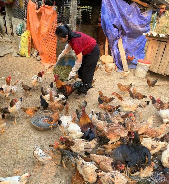 Chị Tòng Thị Hà chăm sóc đàn gà.