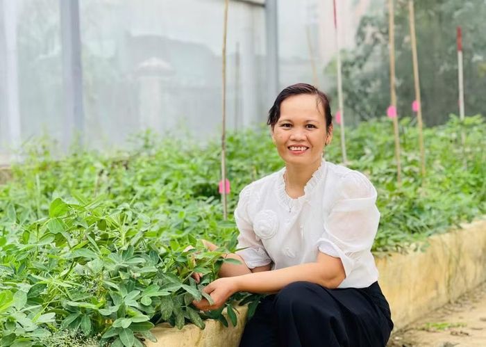 Thạc sĩ Trương Thị Thuận trong quá trình nghiên cứu, chọn tạo các giống đậu phộng. Ảnh: Hồng Thương