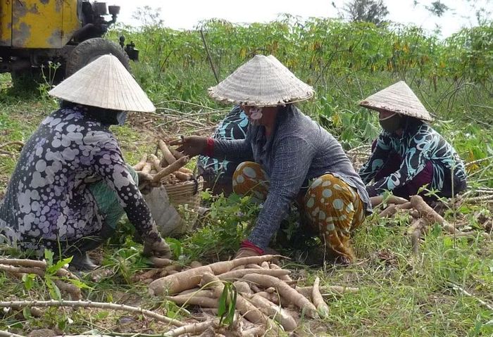  Người dân xã Bình Khê thu hoạch nông sản, chuẩn bị bàn giao đất phục vụ xây dựng Khu công nghiệp Tây Giang. Ảnh: T.Sỹ 