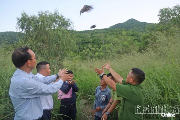 Các lực lượng chức năng tiến hành thả toàn bộ số cá thể chim thu giữ trước đó về lại môi trường tự nhiên.