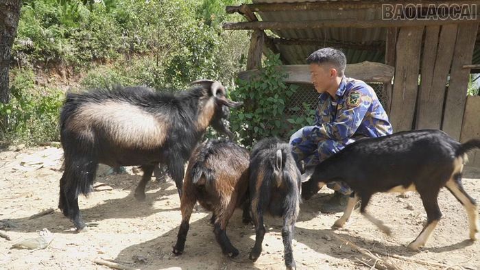 Đàn dê của anh Thào A Rùa sinh trưởng, phát triển tốt nhờ được chăm sóc đúng kỹ thuật.