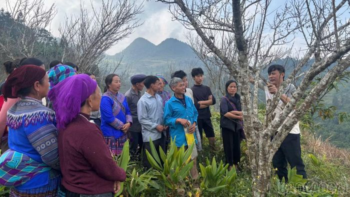 Cán bộ chuyên môn hướng dẫn người dân kỹ thuật trồng, chăm sóc cây ăn quả ôn đới.