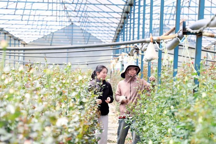 Theo bà Trần Thị Mỹ Linh (bên trái), hoa Đà Lạt hoàn toàn có sức cạnh tranh với hoa nhập khẩu