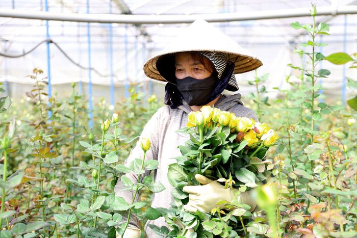 Ngoài liên kết sản xuất, việc hình thành sàn giao dịch hoa cũng góp phần nâng cao giá trị và sức cạnh tranh của hoa Đà Lạt