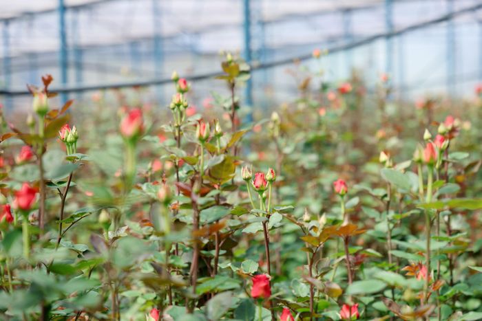 Theo thống kê, toàn tỉnh Lâm Đồng có khoảng 12.000 ha đất trồng hoa, sản lượng hơn 4 tỷ cành mỗi năm