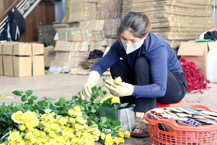 Hoa được đóng gói thủ công trước khi được phân phối đi các thị trường trong nước