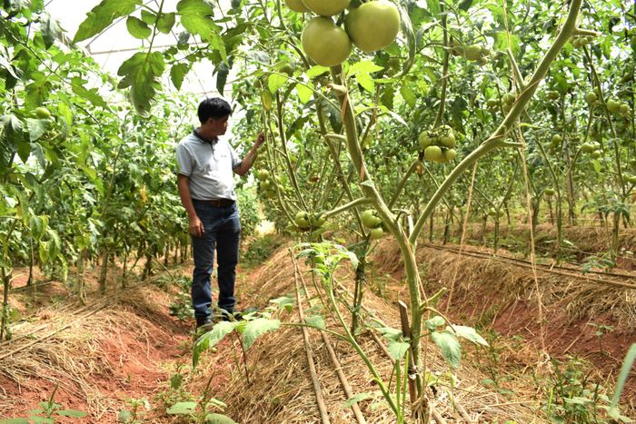 Nông trại Thiên Sinh ở xã Quảng Lập có gần 20 năm mở rộng quy mô trồng trọt gắn với chăn nuôi hữu cơ