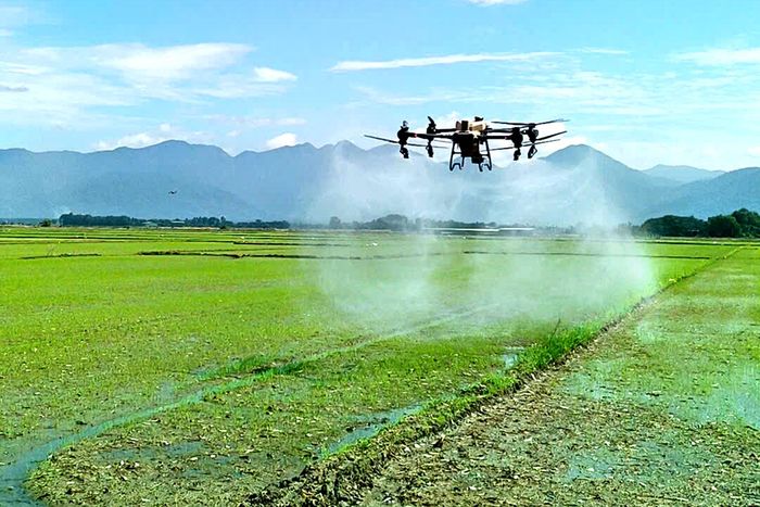 Máy bay không người lái phun thuốc phòng trừ sâu bệnh trên cánh đồng