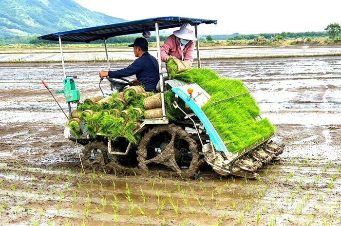 Xã Bắc Ruộng ứng dụng cơ giới hóa trong khâu gieo cấy lúa, giúp giảm sức lao động, tiết kiệm thời gian và nâng cao hiệu quả sản xuất nông nghiệp