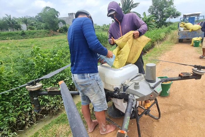 Nông dân pha thuốc vào máy bay không người lái để phun trên ruộng
