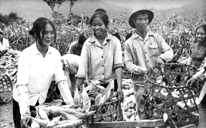Vụ ngô vàng đầu tiên trên quê mới