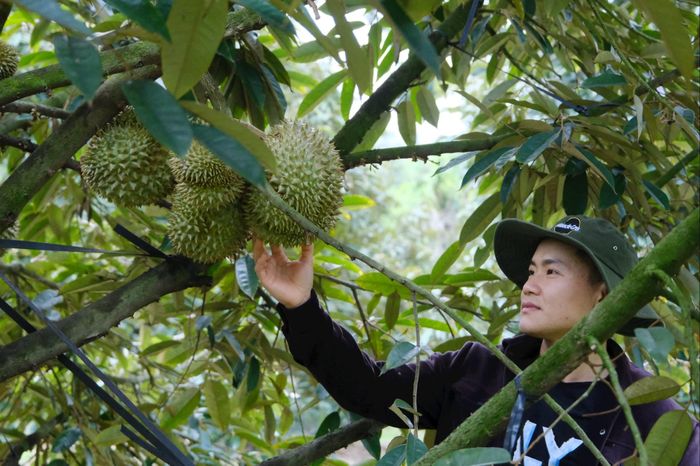 Người dân xã Đạ Tẻh 3 mạnh dạn phát triển các diện tích trồng sầu riêng, ứng dụng nông nghiệp công nghệ cao