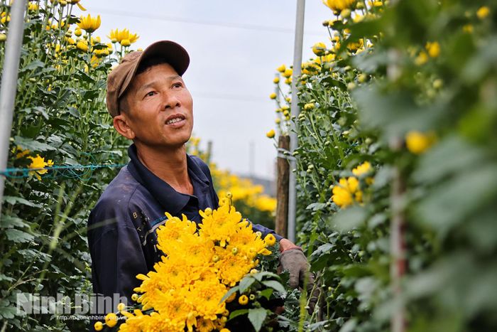 Người dân phường Thiên Trường chuyển từ trồng lúa sang trồng hoa, mang lại giá trị kinh tế cao hơn trên cùng diện tích đất bãi canh tác.