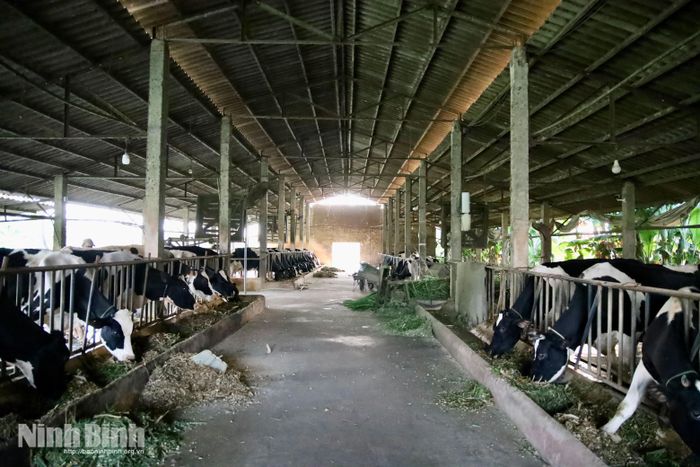 Đàn bò sữa tại phường Duy Tân phát triển mạnh những năm gần đây nhờ lợi thế có có vùng đất bãi rộng, thuận lợi trồng cỏ, ngô làm thức ăn chăn nuôi.