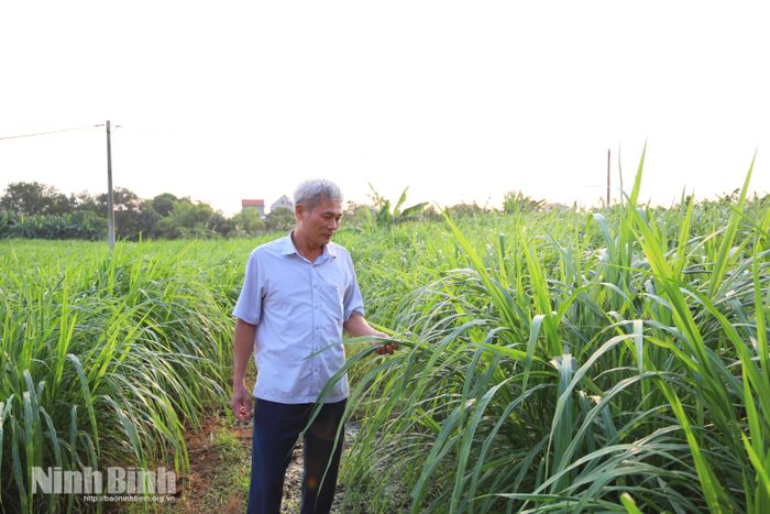 Diện tích trồng cỏ tại phường Duy Tân cung cấp nguồn thức ăn cho đàn bò sữa, góp phần hình thành chu trình sản xuất tuần hoàn trên vùng đất bãi.