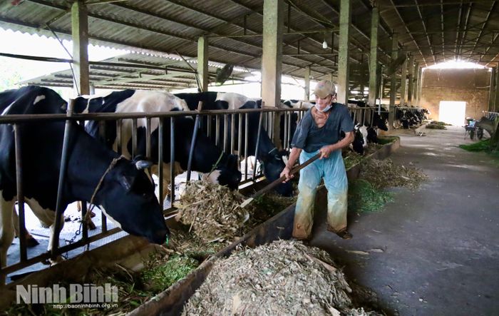 Chăn nuôi bò sữa tại phường Duy Tân không chỉ mang lại thu nhập cho các hộ chăn nuôi mà còn tạo việc làm, thu nhập ổn định cho lao động địa phương.
