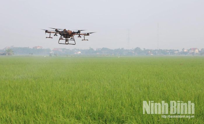 Ứng dụng thiết bị bay không người lái trong phun thuốc bảo vệ thực vật, góp phần nâng cao hiệu quả sản xuất và thúc đẩy cơ giới hóa đồng ruộng tại xã Hải An.