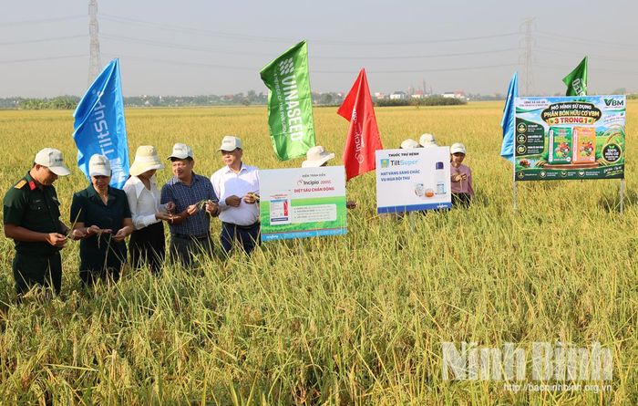 Đại diện chính quyền xã Hải An thăm đồng, kiểm tra tình hình sinh trưởng và sâu bệnh trên diện tích lúa trình diễn giống Ngọc Nương 9 tại thôn An Nghiệp.