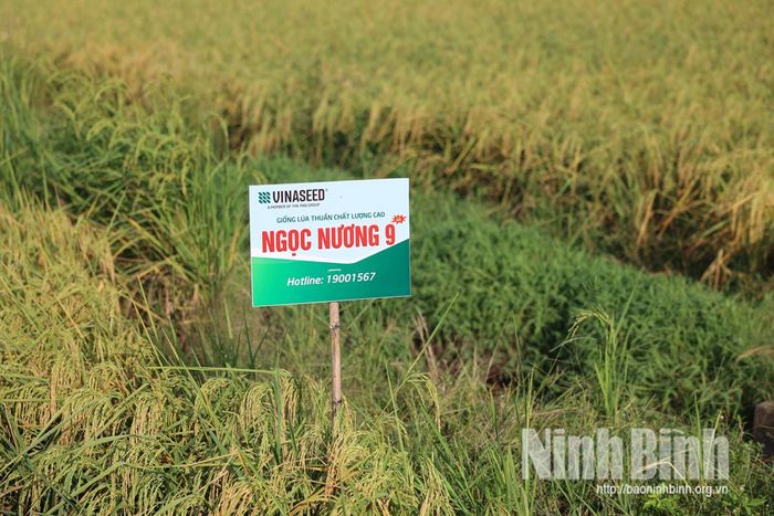 Kết quá đánh giá bước đầu cho thấy giống lúa Ngọc Nương 9 có triển vọng về năng suất, chất lượng và hiệu quả kinh tế.