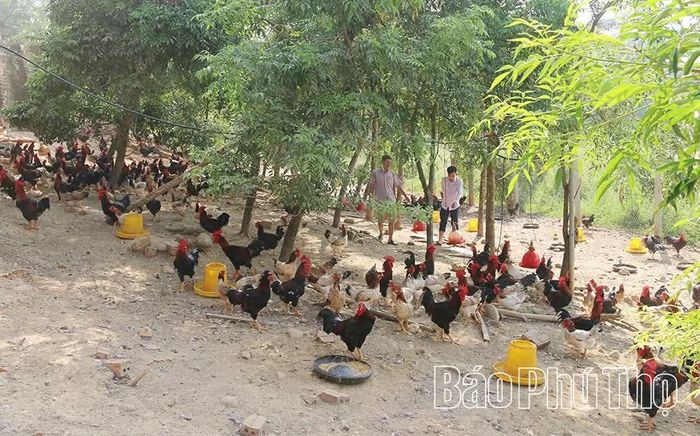 Mô hình nuôi gà an toàn sinh học của anh Đỗ Mạnh Tuấn ở thôn 1, xã Tam Nông mang lại hiệu quả thiết thực.