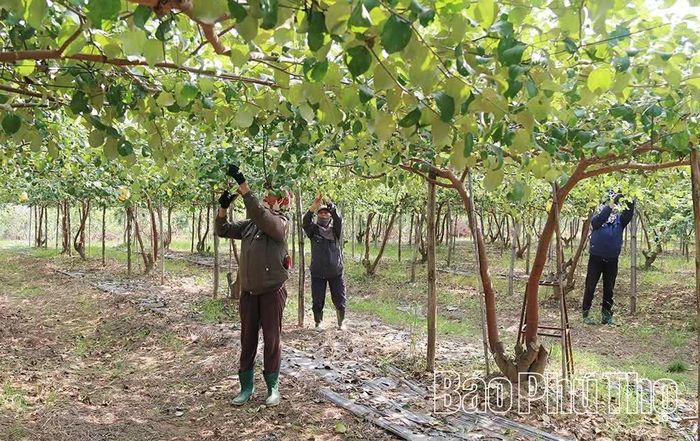 Trên diện tích 3,5 ha, HTX rau, củ, quả sạch Mạnh Liên ứng dụng tiến bộ khoa học kỹ thuật, sản xuất các loại rau ăn lá và cây ăn quả đạt tiêu chuẩn VietGAP theo hướng hữu cơ, tạo việc làm thường xuyên và thời vụ cho nhiều lao động địa phương.