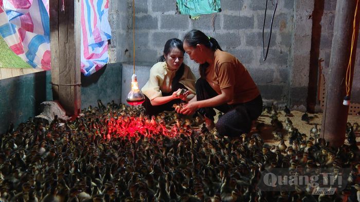 Hỗ trợ con giống vịt trời 1 ngày tuổi cho hộ bà Nguyễn Thị Sáu, thôn 4, xã Lệ Ninh - Ảnh: Đ.H