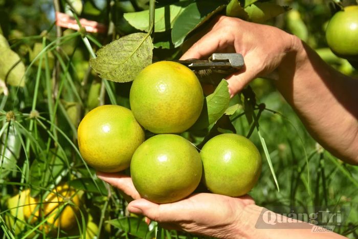 Những quả cam tròn đều, mọng nước từ mô hình canh tác cam hữu cơ của gia đình ông Lợi-bà Hương ở thôn Phú Hưng, xã Hải Lăng - Ảnh: Đ.V