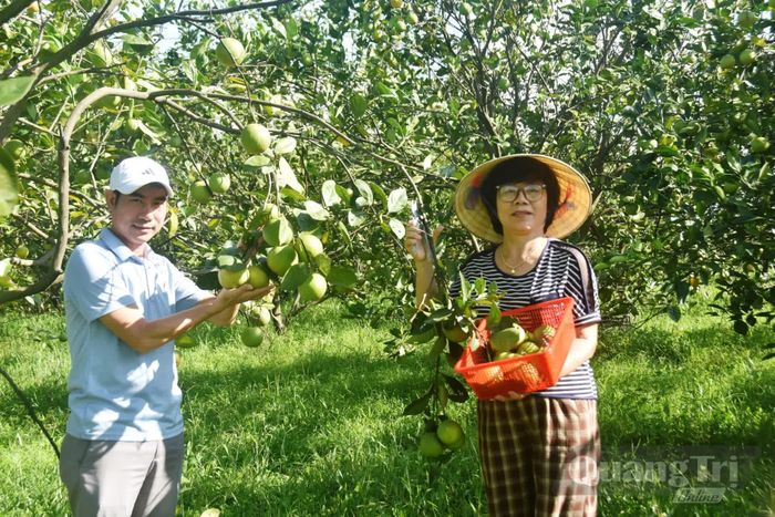 Bà Hương giới thiệu cho khách về vườn cam của gia đình - Ảnh: Đ.V