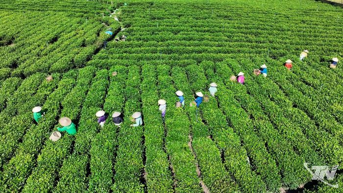 Bà con nông dân thu hoạch chè.