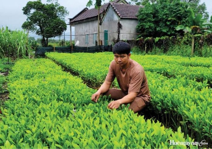 Mô hình ươm giống cây keo lai phục vụ bà con trồng rừng kinh tế của anh Đặng Quang Chẩn.