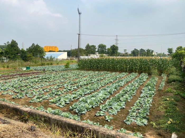 Các thửa đất chuẩn bị cưỡng chế theo quy định của pháp luật đang được xã Tam Hồng tập trung triển khai.