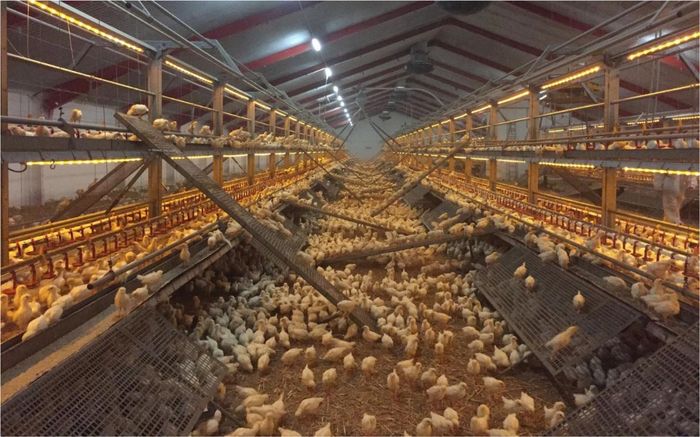 Chăn nuôi gà cage – free (không nuôi nhốt trong lồng) giúp giải quyết khó khăn về chi phí, hạn chế dịch bệnh, mở rộng đầu ra.