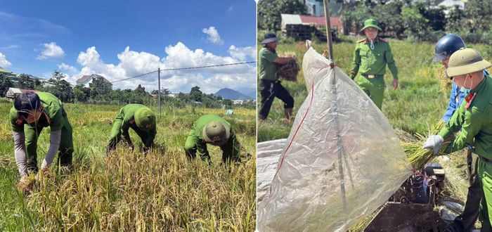 Lực lượng Công an xã Xốp giúp các hộ dân thiếu lao động thu hoạch lúa.