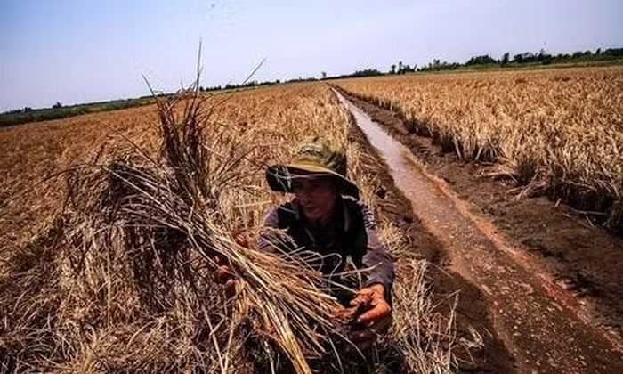 Dự báo đỉnh El Niño có thể rơi vào tháng 1-2/2027, trùng thời điểm mùa khô ở ĐBSCL diễn biến gay gắt.