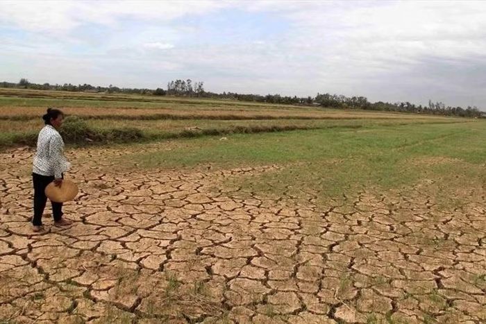 Nguy cơ hạn hán, thiếu nước có thể ảnh hưởng khoảng 85.800ha lúa Đông Xuân. Ảnh minh hoạ: TR.L