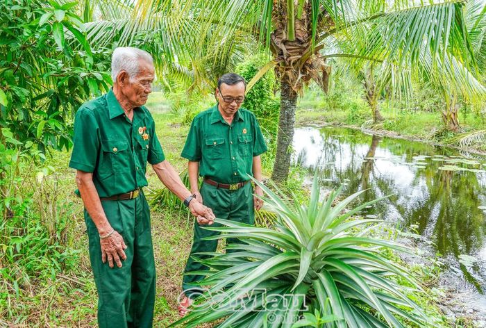 Hội viên cựu chiến binh Ấp 5, xã Khánh An, tận dụng diện tích đất vườn phát triển các mô hình trồng trọt, đa dạng hóa sản xuất, từng bước nâng cao thu nhập gia đình.