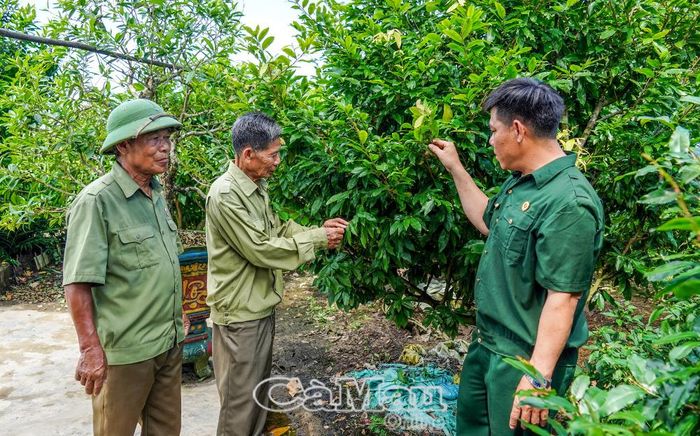 Bên cạnh nuôi thuỷ sản, ông Hoàng Mạnh Hoạch (bìa trái) còn tận dụng hơn 1.000 m² đất quanh nhà trồng mai vàng, vừa tạo cảnh quan vừa có thêm nguồn thu nhập từ bán kiểng.