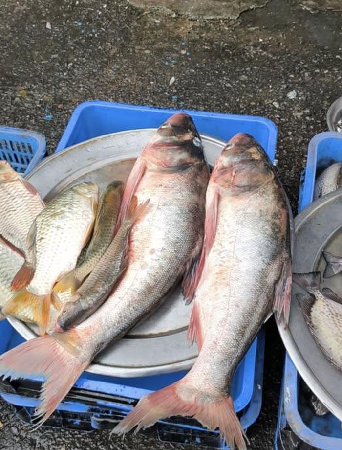 Cá mè là loài cá nước ngọt quen thuộc