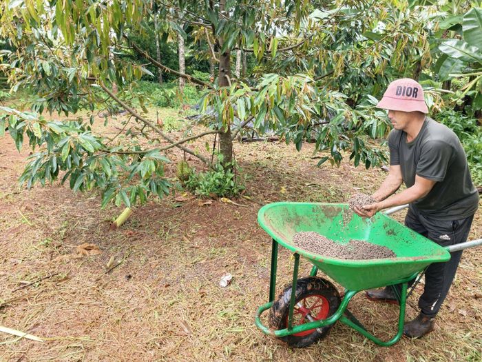 Phân, thuốc sâu và dinh dưỡng cho cây sầu riêng
