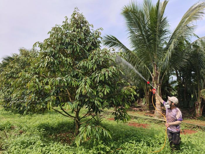 Rải phân (hữu cơ đóng viên) cho cây trồng