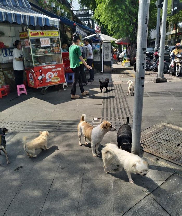 Chó thả rông không rọ mõm gây nguy hiểm cho người đi đường