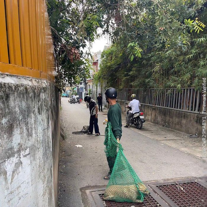 Nhiều chó thả rông trên đường đã bị bắt giữ