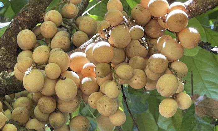 Vườn bòn bon lâu năm mang lại nguồn thu đáng kể cho người dân xứ Tiên
