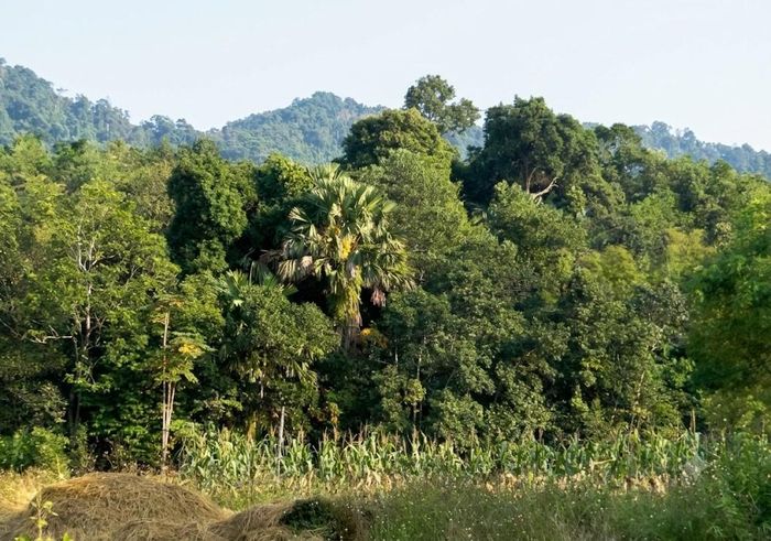 Làng quê vẫn đậm chất miền núi, rừng vẫn xanh