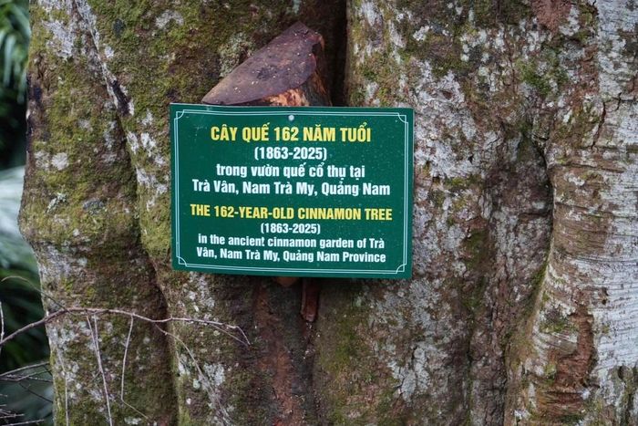 Cây quế tại nóc Ông Ní (thôn 2, xã Trà Vân) được công nhận là Cây di sản
