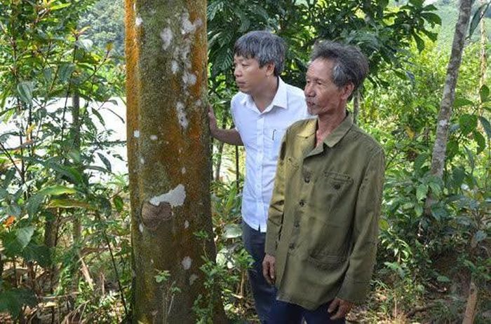 Ông Hồ Quang Bửu (áo trắng) - Phó Chủ tịch UBND thành phố Đà Nẵng - trong chuyến thăm vườn quế.
