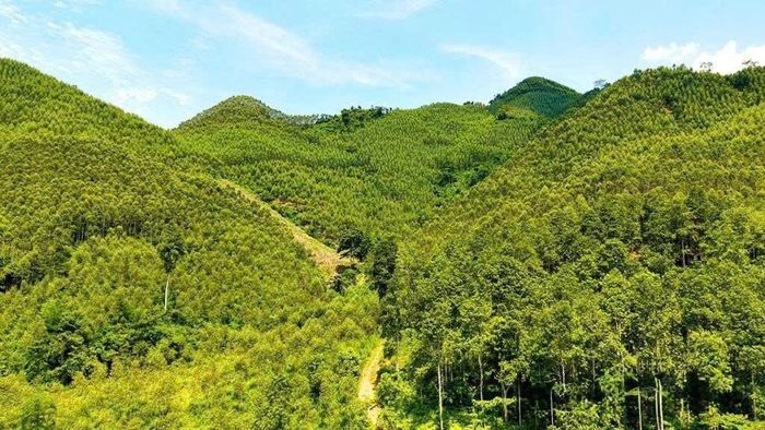  Khu vực đất rừng sản xuất bị lấn chiếm được tổ chức thu hồi theo quy định. (Ảnh minh hoạ) 