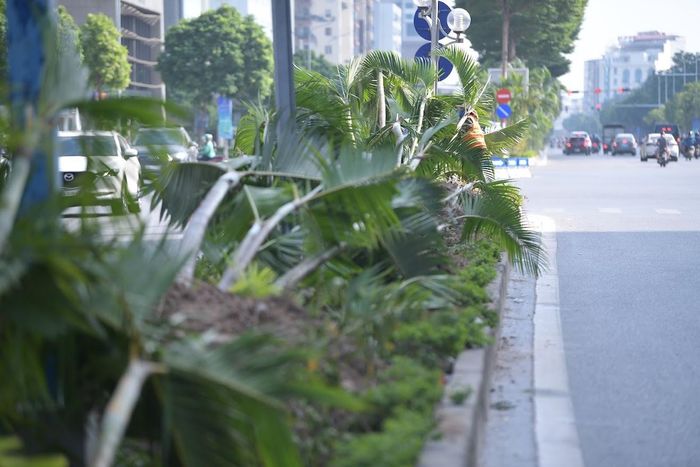 Cây xanh sau khi được đánh chuyển, tập kết tại khu vực thi công để phục vụ công tác vận chuyển. Ảnh: NT